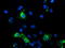 G protein-activated inward rectifier potassium channel 1 antibody, TA504138, Origene, Immunofluorescence image 