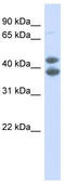 SRY-Box 4 antibody, TA332106, Origene, Western Blot image 