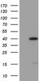 M-PST antibody, CF811316, Origene, Western Blot image 