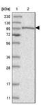 Protocadherin Gamma Subfamily B, 3 antibody, NBP2-32022, Novus Biologicals, Western Blot image 