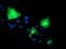 Nectin Cell Adhesion Molecule 1 antibody, NBP2-01198, Novus Biologicals, Immunocytochemistry image 