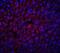 Albumin antibody, GTX85111, GeneTex, Immunohistochemistry paraffin image 