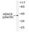 Histone deacetylase 8 antibody, AP01599PU-N, Origene, Western Blot image 