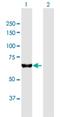 Pumilio RNA Binding Family Member 3 antibody, H00009933-B01P, Novus Biologicals, Western Blot image 