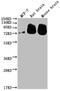 Beta-Secretase 1 antibody, CSB-RA177574A0HU, Cusabio, Western Blot image 