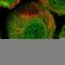 TBC1 Domain Family Member 9B antibody, HPA038350, Atlas Antibodies, Immunocytochemistry image 