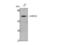 Growth factor receptor-bound protein 10 antibody, STJ93419, St John