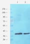SHC-transforming protein 1 antibody, orb6939, Biorbyt, Western Blot image 