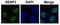 Sentrin-specific protease 3 antibody, GTX45298, GeneTex, Immunofluorescence image 