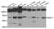 Stromelysin-3 antibody, LS-C332335, Lifespan Biosciences, Western Blot image 