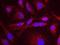 Establishment Of Sister Chromatid Cohesion N-Acetyltransferase 2 antibody, NB100-87021, Novus Biologicals, Proximity Ligation Assay image 