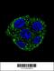 Glutathione S-Transferase Omega 2 antibody, 62-066, ProSci, Immunofluorescence image 
