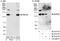 Ring Finger Protein 40 antibody, A300-719A, Bethyl Labs, Immunoprecipitation image 
