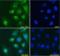 Nucleolysin TIA-1 antibody, orb19498, Biorbyt, Immunocytochemistry image 