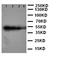 CDw293 antibody, orb99179, Biorbyt, Western Blot image 