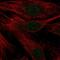 NADPH oxidase 4 antibody, HPA015475, Atlas Antibodies, Immunocytochemistry image 