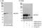 ATP-dependent RNA helicase DDX3X antibody, A300-475A, Bethyl Labs, Immunoprecipitation image 