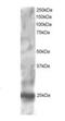 Regulator Of G Protein Signaling 1 antibody, orb18390, Biorbyt, Western Blot image 
