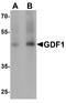 Growth Differentiation Factor 1 antibody, A07609-1, Boster Biological Technology, Western Blot image 