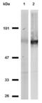 CD44 antibody, LS-B1862, Lifespan Biosciences, Western Blot image 