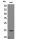 Histone H2B type 1-A antibody, A68381-100, Epigentek, Western Blot image 