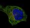 Tubulin Beta 1 Class VI antibody, M05397, Boster Biological Technology, Immunofluorescence image 