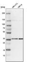 Chromosome 9 Open Reading Frame 78 antibody, PA5-54361, Invitrogen Antibodies, Western Blot image 