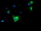 Haptoglobin antibody, TA501698, Origene, Immunofluorescence image 
