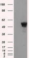 ShcA antibody, TA501056, Origene, Western Blot image 