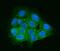 Protein enabled homolog antibody, A05337-2, Boster Biological Technology, Immunofluorescence image 