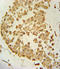 Probable palmitoyltransferase ZDHHC21 antibody, LS-C160761, Lifespan Biosciences, Immunohistochemistry frozen image 