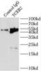 Elongin B antibody, FNab08549, FineTest, Immunoprecipitation image 