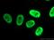 Heterogeneous Nuclear Ribonucleoprotein U Like 1 antibody, 10578-1-AP, Proteintech Group, Immunofluorescence image 