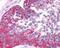 Major Vault Protein antibody, 49-685, ProSci, Immunohistochemistry paraffin image 