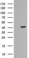 Zinc Finger C2HC-Type Containing 1A antibody, TA505174BM, Origene, Western Blot image 