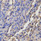 Dopamine Receptor D5 antibody, LS-C331655, Lifespan Biosciences, Immunohistochemistry paraffin image 