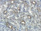 A-Kinase Anchoring Protein 2 antibody, orb226033, Biorbyt, Immunohistochemistry paraffin image 
