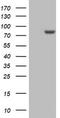 Dan antibody, LS-C336616, Lifespan Biosciences, Western Blot image 