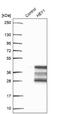 Hairy/enhancer-of-split related with YRPW motif protein 1 antibody, NBP2-47436, Novus Biologicals, Western Blot image 