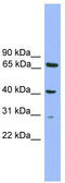 Regulatory Factor X Associated Protein antibody, TA329980, Origene, Western Blot image 