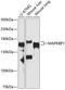 Mitogen-Activated Protein Kinase Binding Protein 1 antibody, 14-519, ProSci, Western Blot image 