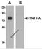 Hemagglutinin antibody, PM-5533, ProSci Inc, Western Blot image 
