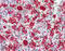 Heme Oxygenase 1 antibody, MBS565209, MyBioSource, Immunohistochemistry frozen image 