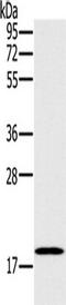 OP18 antibody, TA350702, Origene, Western Blot image 