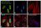 H2A Histone Family Member Z antibody, PA5-40095, Invitrogen Antibodies, Immunofluorescence image 