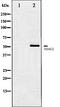 Src substrate protein p85 antibody, orb106498, Biorbyt, Western Blot image 