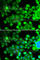 Ribosomal Protein S10 antibody, A5880, ABclonal Technology, Immunofluorescence image 