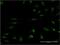 Mitogen-Activated Protein Kinase Kinase 5 antibody, H00005607-M01, Novus Biologicals, Immunofluorescence image 