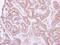 Neural EGFL Like 1 antibody, GTX103819, GeneTex, Immunohistochemistry paraffin image 