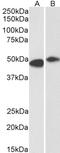 F-Box And Leucine Rich Repeat Protein 2 antibody, LS-B10277, Lifespan Biosciences, Western Blot image 